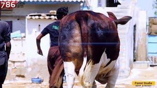 Patela Bachra I BIG GAINT  786 Cattle I Abluk Breed I MA SHA ALLAH I Parrot Studio