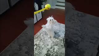 Yuki play.