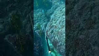 Keep pushing forward in spearfishing