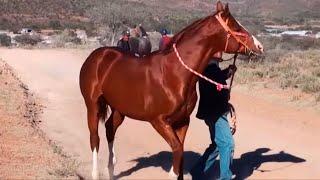 Carreras de Caballos en La Gavia 2013