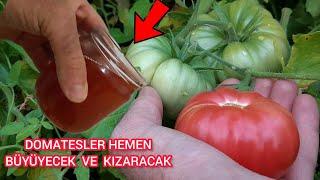 DOMATESE Acilen Bunu Uygulayın Hemen Büyüyüp Kızaracak Daha Çok Meyve Verecek %100 Başarının Sırrı