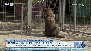 Η πισίνα για τα αδέσποτα στο Βοτανικό στο «καταφύγιο του Σωκράτη» | 15/07/2023 | EΡΤ