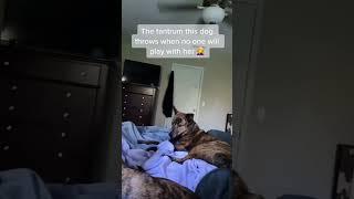 Dogs are full of drama #dog#funny#funnyanimals#funnypets#animals #dogsoft #pet  #longervideos