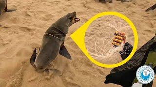 Trapped by Fishing Line Built to Kill – Seal Rescue in Action