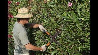 Correct Pruning of Oleander