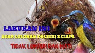 Cara meloloh anakan Kolibri agar tidak mati