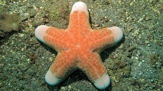 Facts: The Granulated Sea Star