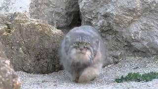 Pallas Cat discovers camera