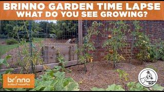 Timelapse - Tomato and Cucumber Garden Timelapse Video | Brinno Construction Site Camera