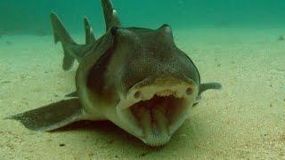 Facts: The Port Jackson Shark