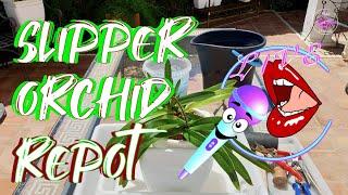 LIVE Repotting Paphiopedilum NoId | Fun Chat -n- Chill on The Patio | Q & A  #ninjaorchids