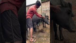 #bufflo#dairy#farm#viralvideo#lucknow#uttarpradesh