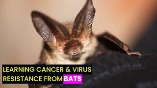 Bats' Unique Genes: Virus & Cancer Insights | Future Technology & Science News 348