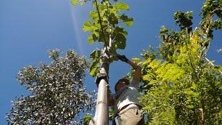 Regenerative Agroforestry Systems Courses-Internships upcoming in 2024-2025 LET`S GROW FOOD-FORESTS!