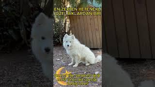 EN İYİSİNİ ÜRETTİM.TONYA FİNOSUNDA SON NOKTA.BIDIK.