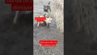 tilki ve köpek ️  #wolf #hayvanlar #belgesel #dog #vahsi #aslan