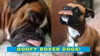 Goofy Boxer Dogs - Cute and Funny Boxer Dog videos