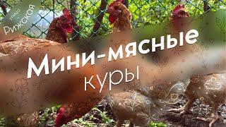 Мини-мясные куры  Обзор породы