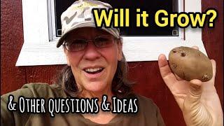 Will it Grow? And Other Questions & Ideas - Ann's Tiny Life