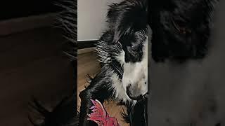 DOG DANCE