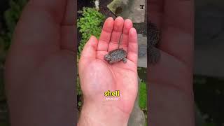 You’ve Been Wrong About Turtle Shells This Whole Time 