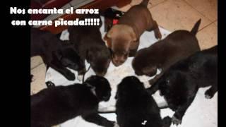 Buscamos un hogar!!