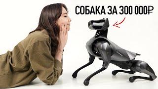 Собака за 300.000 рублей