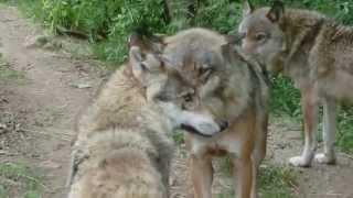 WOLVES LOUPS WOELFE ZOO Kosice interaction moments