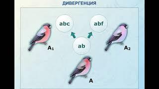 Дивергенция в биологии