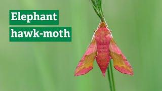 Elephant hawk moths