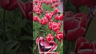 Tulip fest #tullysfarm #tulips #trendingshorts #minivlog #reels #spring2024 #crawly