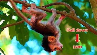 God help.! Pitiful...! Baby Bean falls from a tall tree 35m this is mom's fault | Real Angkor Monkey