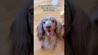 How to apologize to your dog  #shortvideo #youtubeshorts #shorts #ytshort #facts #dogfacts #dog