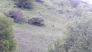 Strutting turkey at Santa Teresa park