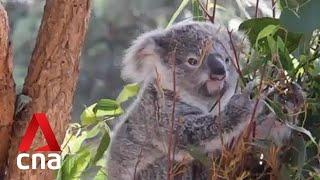 Survival of Australia's koalas under threat as opening of national park gets delayed