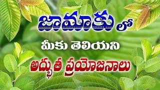 జామ ఆకులతో ఇలా చేస్తే I Jama Akulu I Guava Leaves | Health Benefits of Guava Leaves || Jama Aku