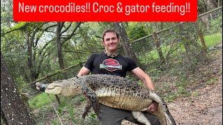 New crocodiles!! Croc & gator feeding!!