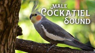 Male Cockatiel Sounds 1 Hour | [2021]