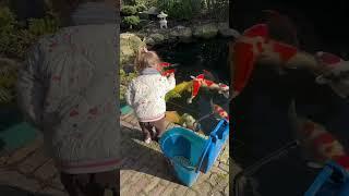 Child Feeding Large Koi Fish