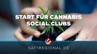 Cannabis Social Clubs: Bürokratische Hürden beim Anbau