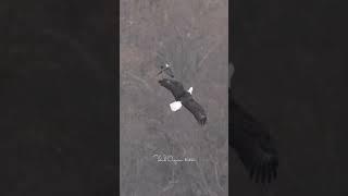 A Bald Eagle trying to scape the mighty Peregrine Falcon. #birdsofyoutube #birdsofprey #baldeagles