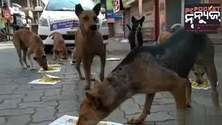 FOOD FOR STREET ANIMALS By POCKET NEWS GROUP