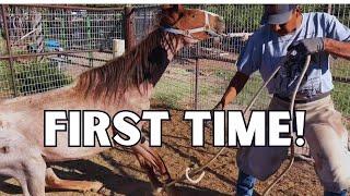 Horse's First Trim and Our Farrier Does This!