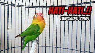 Suara Burung Lovebird NGEKEK PANJANG, HATI HATI BEGITU DENGAR Lovebirdmu PASTI LANGSUNG NYAUT