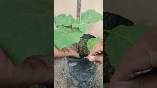 Tips for Growing Healthy Eggplants