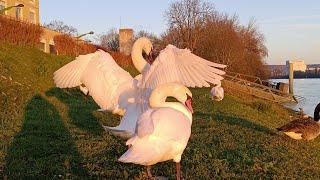 Cute Birds | Golden Sunset with Swans | Peaceful Birdwatching natural sounds 4K