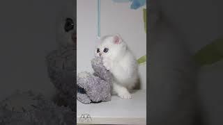 British shorthair kitten Silver chinchilla 2 months old #cutekitty