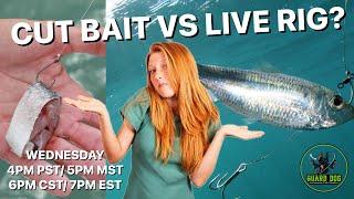 CUT BAIT OR LIVE RIG? Guard Dog, Inc. Pro Staff Live stream Show! #fishing