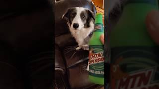 HUMOR: Zoey demonstrates how to make your dog love you   #bordercollie