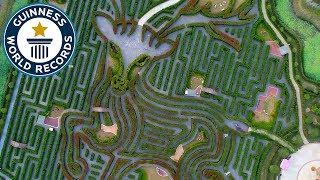 Largest hedge maze - Guinness World Records